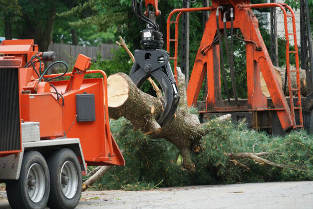 Best Tree Removal  in Chappaqua, NY